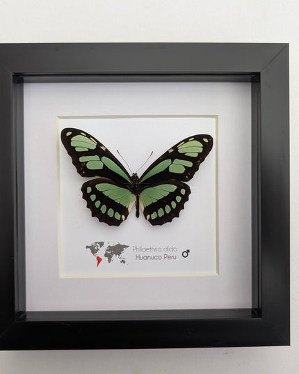 Framed philaethria dido butterfly: ethically sourced entomology wall art