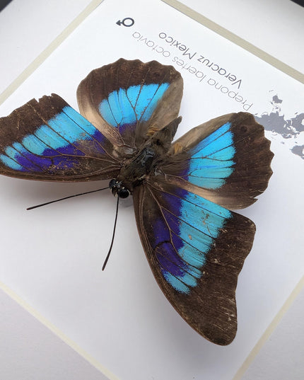 Framed Shaded-Blue Leafwing Butterfly, Prepona Laertes, Nature Wall Art