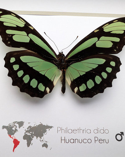 Framed philaethria dido butterfly: ethically sourced entomology wall art