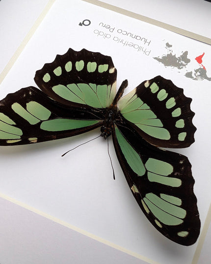 Framed philaethria dido butterfly: ethically sourced entomology wall art