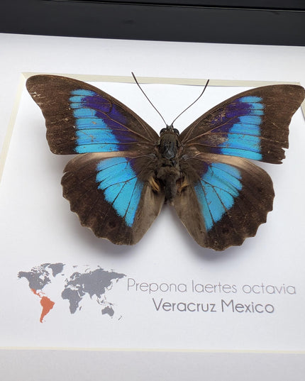 Framed Shaded-Blue Leafwing Butterfly, Prepona Laertes, Nature Wall Art