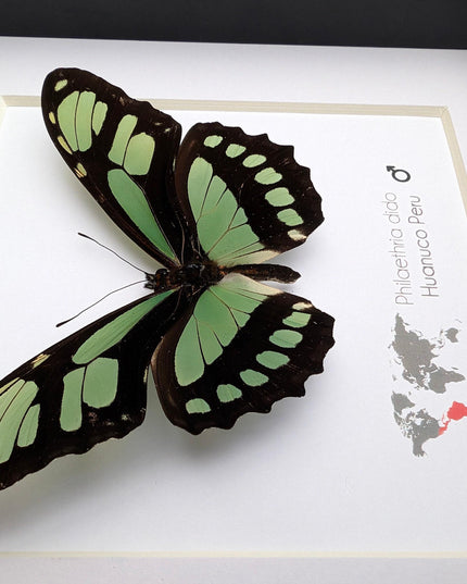 Framed philaethria dido butterfly: ethically sourced entomology wall art