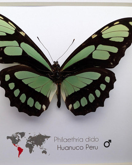 Framed philaethria dido butterfly: ethically sourced entomology wall art