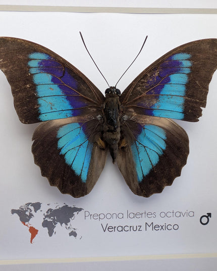 Framed Shaded-Blue Leafwing Butterfly, Prepona Laertes, Nature Wall Art