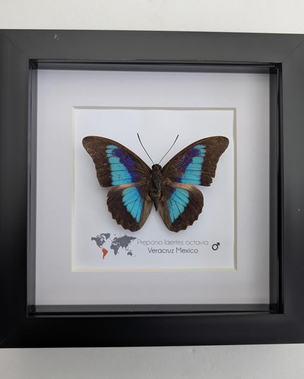 Framed Shaded-Blue Leafwing Butterfly, Prepona Laertes, Nature Wall Art