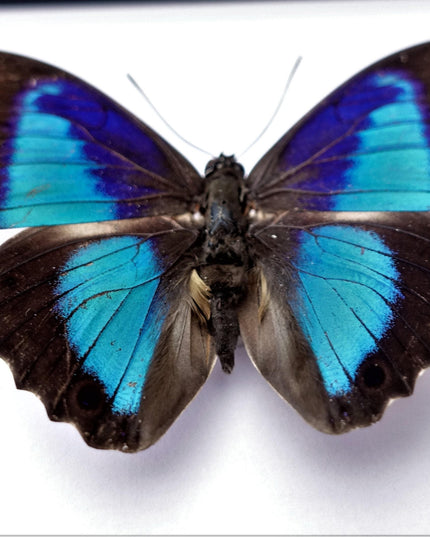 Framed Shaded-Blue Leafwing Butterfly, Prepona Laertes, Nature Wall Art