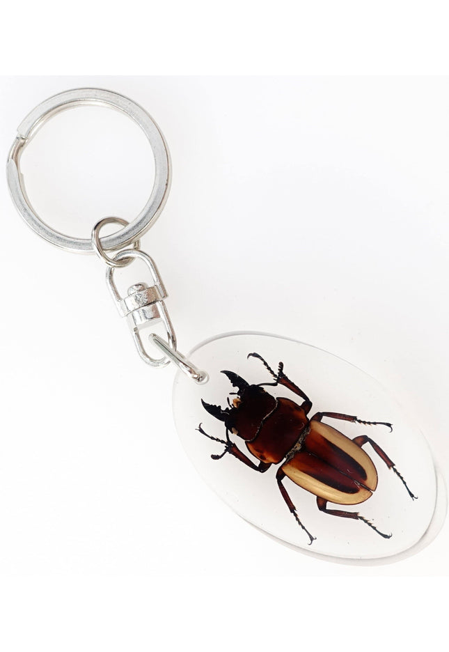Stag Beetle Resin Keychain, Brown Insect Keyring