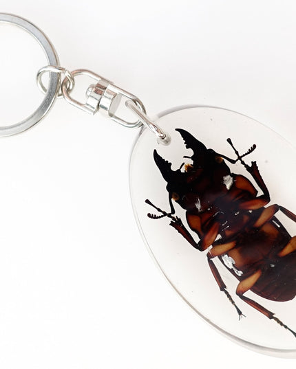 Stag Beetle Resin Keychain, Brown Insect Keyring