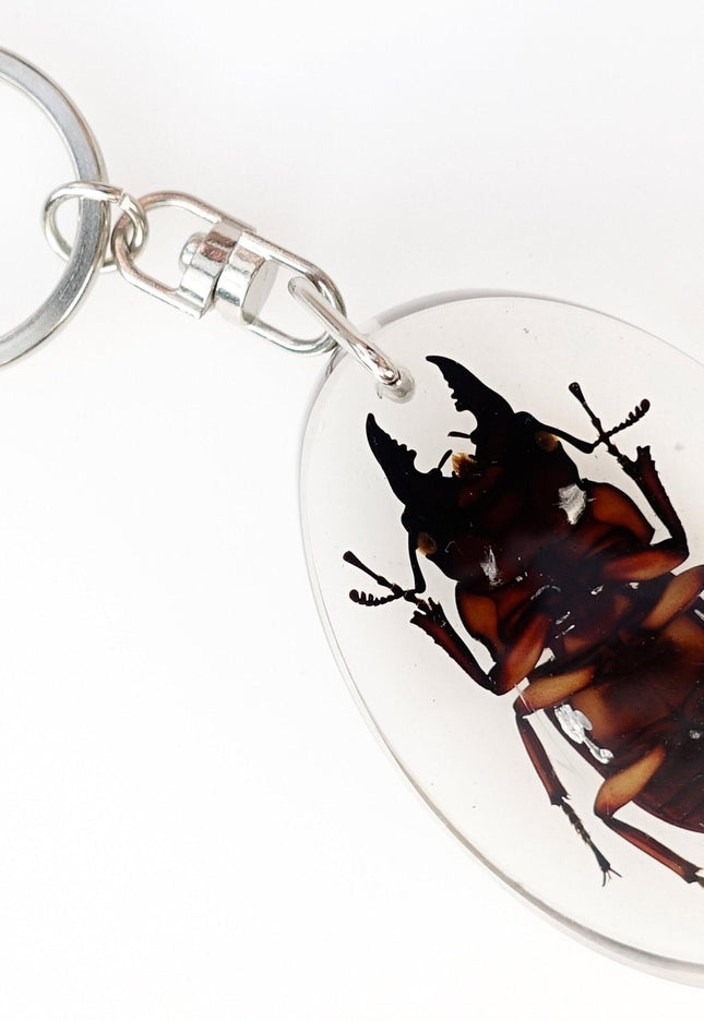 Stag Beetle Resin Keychain, Brown Insect Keyring
