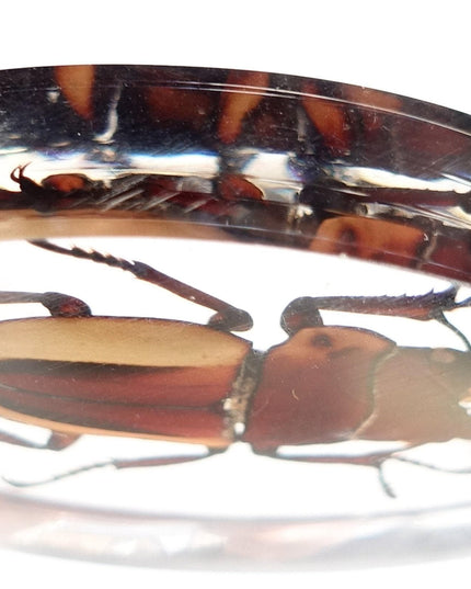 Stag Beetle Resin Keychain, Brown Insect Keyring