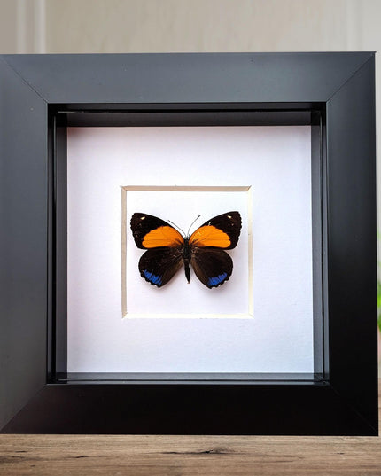 Framed numberwing butterfly: peru callicore hystaspes, 4"x4"