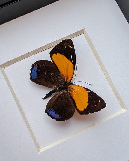 Framed numberwing butterfly: peru callicore hystaspes, 4"x4"