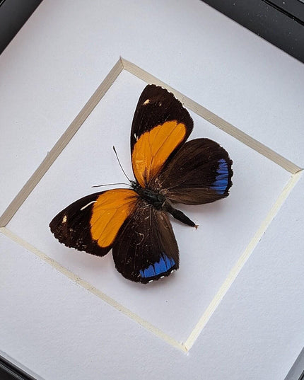 Framed numberwing butterfly: peru callicore hystaspes, 4"x4"