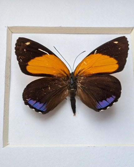 Framed numberwing butterfly: peru callicore hystaspes, 4"x4"