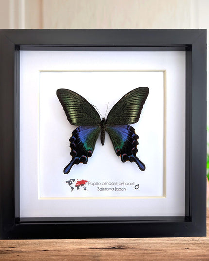 Framed chinese peacock swallowtail butterfly: iridescent green entomology display (8x8)