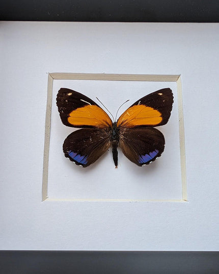 Framed numberwing butterfly: peru callicore hystaspes, 4"x4"