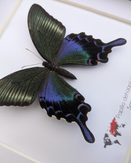 Framed chinese peacock swallowtail butterfly: iridescent green entomology display (8x8)