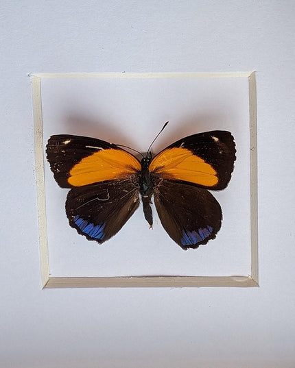 Framed numberwing butterfly: peru callicore hystaspes, 4"x4"