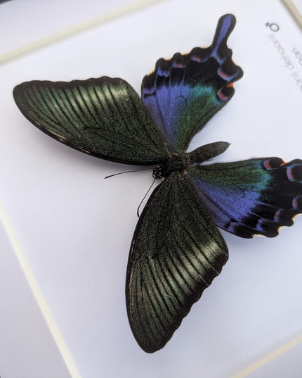 Framed chinese peacock swallowtail butterfly: iridescent green entomology display (8x8)
