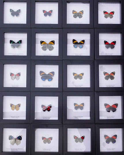 Framed numberwing butterfly: peru callicore hystaspes, 4"x4"