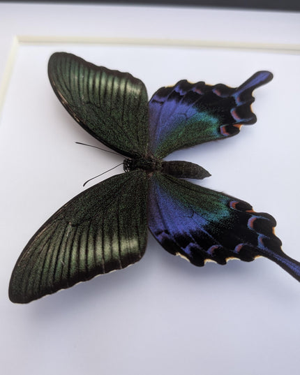 Framed chinese peacock swallowtail butterfly: iridescent green entomology display (8x8)