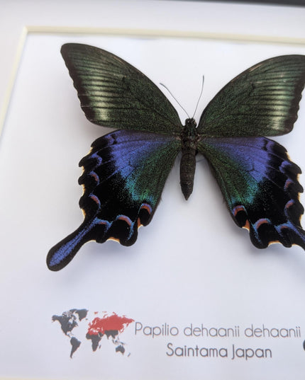 Framed chinese peacock swallowtail butterfly: iridescent green entomology display (8x8)
