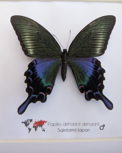 Framed chinese peacock swallowtail butterfly: iridescent green entomology display (8x8)