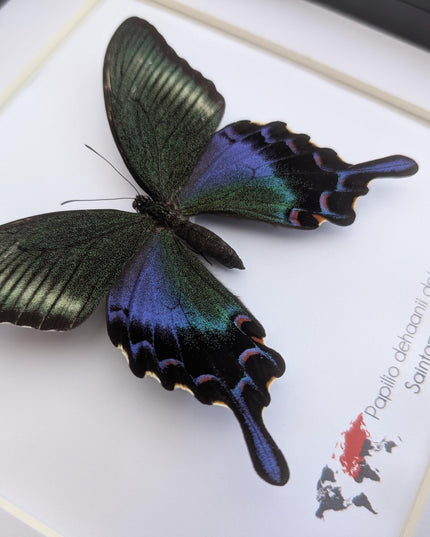 Framed chinese peacock swallowtail butterfly: iridescent green entomology display (8x8)