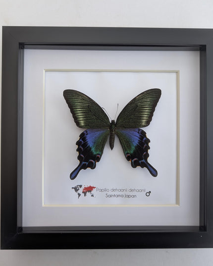 Framed chinese peacock swallowtail butterfly: iridescent green entomology display (8x8)
