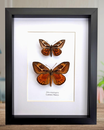 Framed Athis Miastagma Moth Pair, Rare Taxidermy Entomology Display (8x10)
