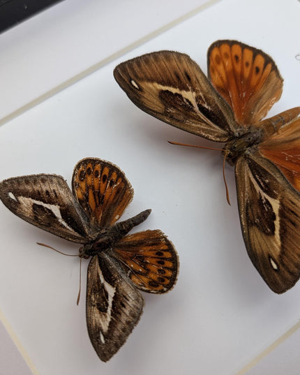 Framed Athis Miastagma Moth Pair, Rare Taxidermy Entomology Display (8x10)