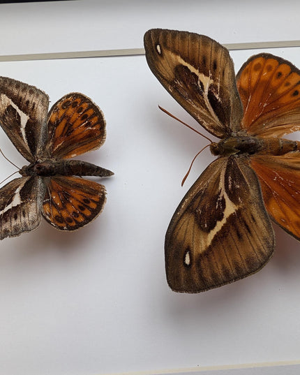 Framed Athis Miastagma Moth Pair, Rare Taxidermy Entomology Display (8x10)
