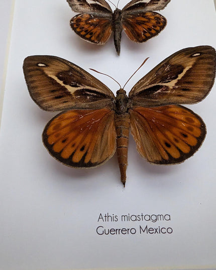 Framed Athis Miastagma Moth Pair, Rare Taxidermy Entomology Display (8x10)