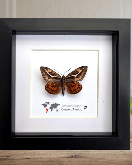 Framed Athis Miastagma Moth, Rare Taxidermy Insect, Entomology Wall Art (6x6)