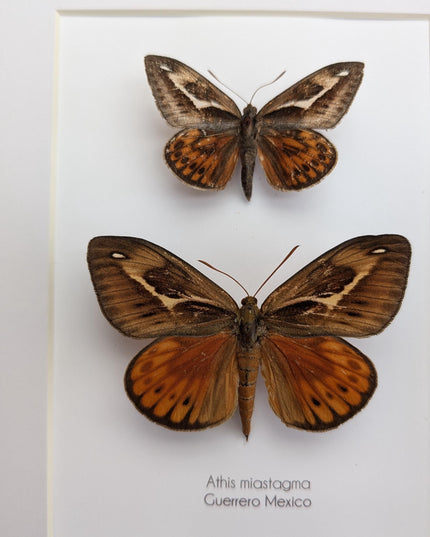 Framed Athis Miastagma Moth Pair, Rare Taxidermy Entomology Display (8x10)