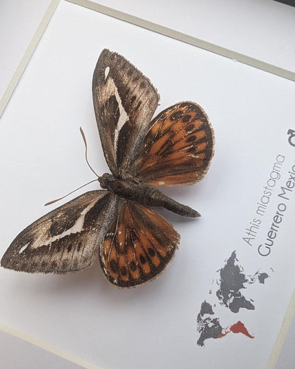 Framed Athis Miastagma Moth, Rare Taxidermy Insect, Entomology Wall Art (6x6)
