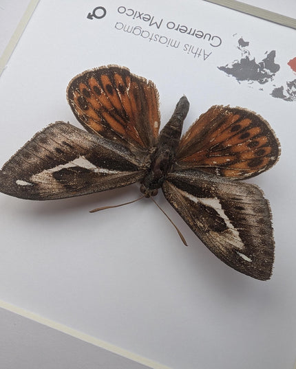 Framed Athis Miastagma Moth, Rare Taxidermy Insect, Entomology Wall Art (6x6)