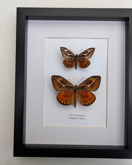 Framed Athis Miastagma Moth Pair, Rare Taxidermy Entomology Display (8x10)