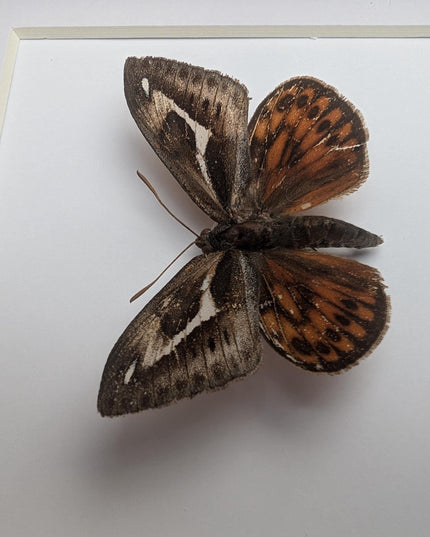 Framed Athis Miastagma Moth, Rare Taxidermy Insect, Entomology Wall Art (6x6)