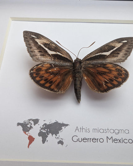 Framed Athis Miastagma Moth, Rare Taxidermy Insect, Entomology Wall Art (6x6)