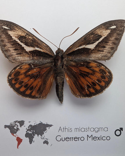 Framed Athis Miastagma Moth, Rare Taxidermy Insect, Entomology Wall Art (6x6)