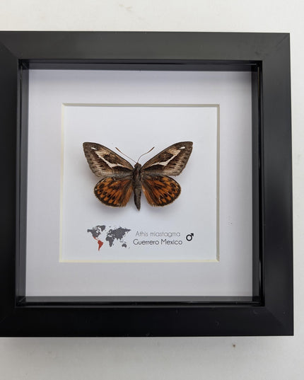 Framed Athis Miastagma Moth, Rare Taxidermy Insect, Entomology Wall Art (6x6)