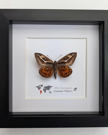 Framed Athis Miastagma Moth, Rare Taxidermy Insect, Entomology Wall Art (6x6)