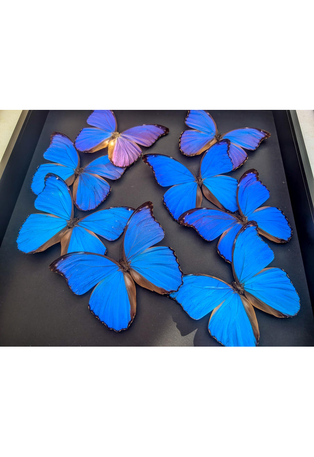 Framed Iridescent Blue Morpho Butterfly Mosaic, Ethically Sourced, 16" x 16"