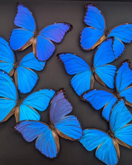 Framed Iridescent Blue Morpho Butterfly Mosaic, Ethically Sourced, 16" x 16"