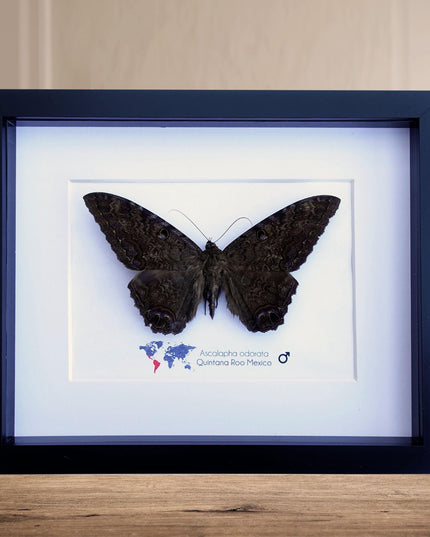 Framed Black Witch Moth, Ethically Sourced Taxidermy Display