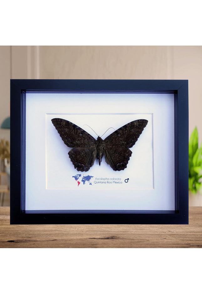 Framed Black Witch Moth, Ethically Sourced Taxidermy Display
