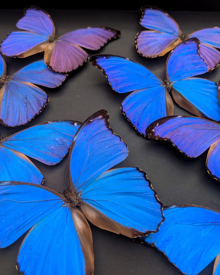 Framed Iridescent Blue Morpho Butterfly Mosaic, Ethically Sourced, 16" x 16"