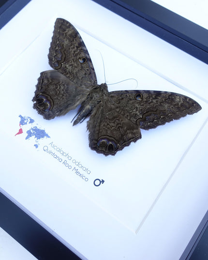 Framed Black Witch Moth, Ethically Sourced Taxidermy Display