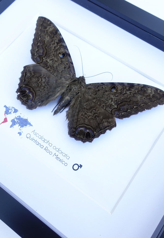Framed Black Witch Moth, Ethically Sourced Taxidermy Display